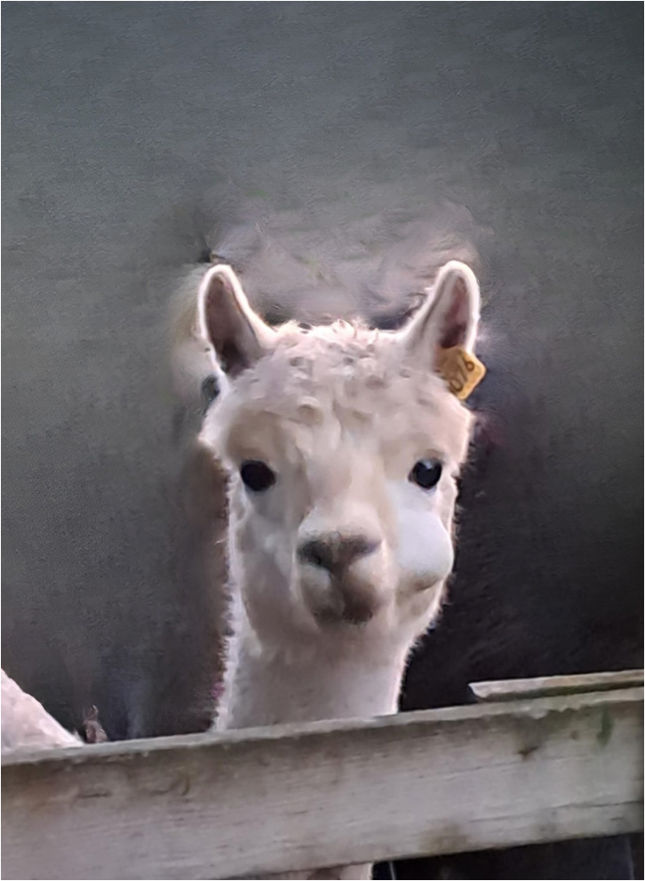 Quidding hos alpakka - et tegn på tannproblemer